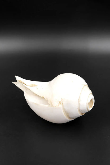 White Plain Conch | Buddhist/Hindu ritual conch shell - Vajracrafts